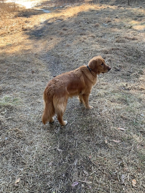 Le chien se tient à l'orée de la forêt à l'ombre des arbres