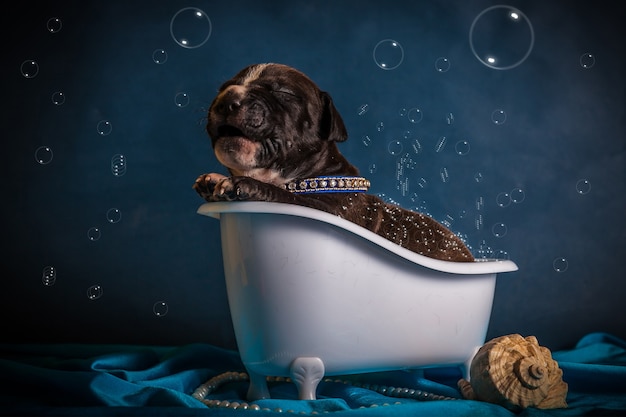 Photo le chien se trouve dans la baignoire avec des bulles. photo de haute qualité