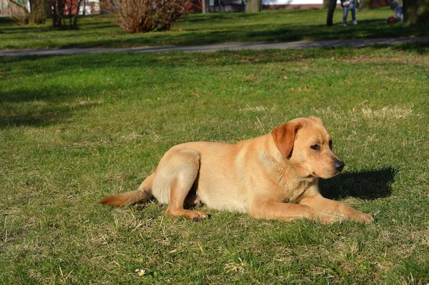 Le chien se trouve sur la pelouse du parc