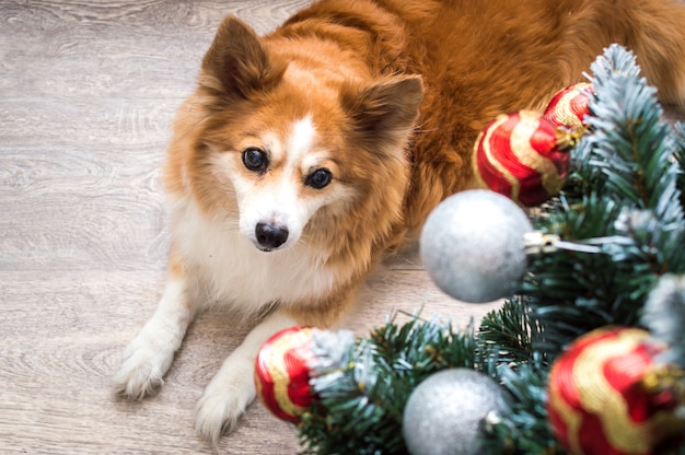 Le chien se trouve près de l'arbre de Noël. Portrait en gros plan