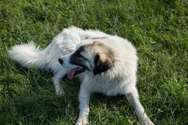 Chien semi-blanc sur le terrain au printemps