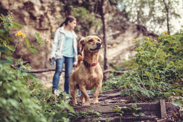 Chien sur un sentier forestier