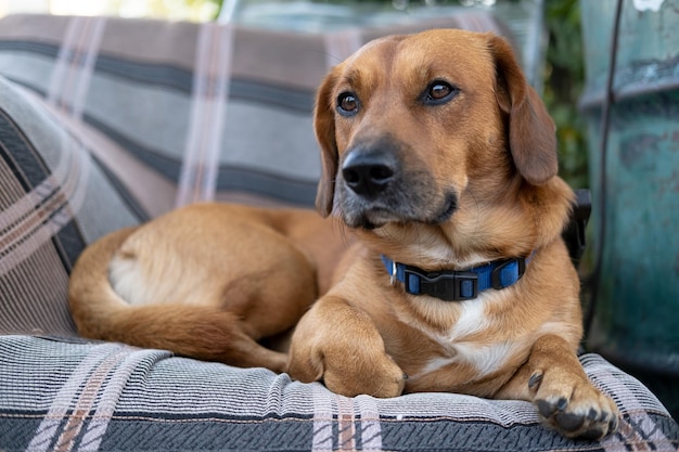 Un chien sérieux et concentré est allongé sur une chaise dans la cour rustique et regarde attentivement