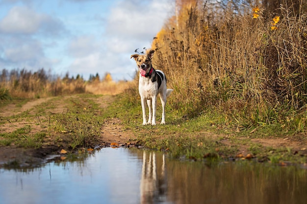 Chien sérieux debout près de l'eau de la flaque d'eau dans la campagne