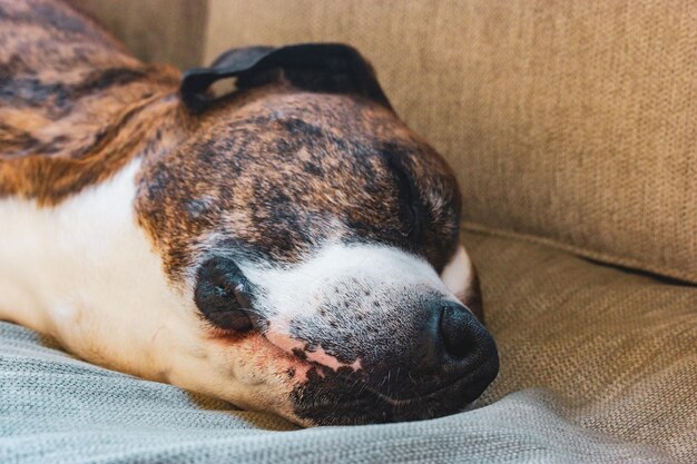 Photo un chien avec ses yeux fermés et son nez dort sur un canapé.