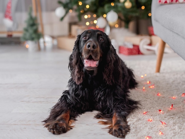 Chien setter écossais avec sapin de Noël illuminé