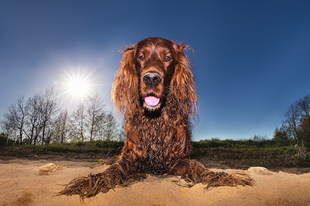 Chien setter irlandais excité à faible angle avec la bouche ouverte allongé sur le sol et regardant la caméra