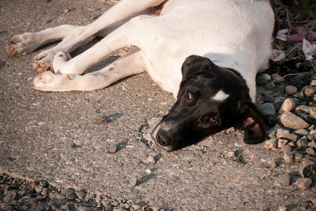 Photo un chien seul dans les rues de batumi, en géorgie.