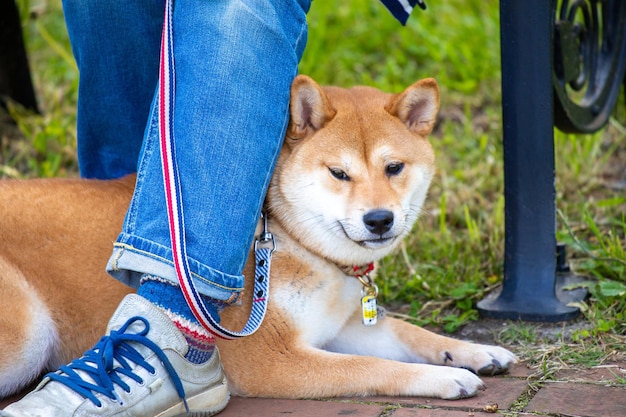 Chien shiba inu assis sur l'herbe dans le parc Chien shiba inu assis et regardant la caméra