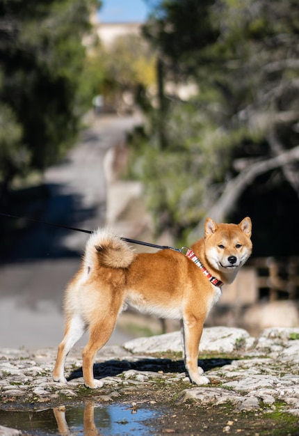 Chien shiba inu brun avec collier sur une route bordée d'arbres