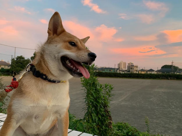 Chien Shiba Inu avec coucher de soleil Jeune chien chiot Shiba Inu rouge debout en plein air dans l'herbe d'automne