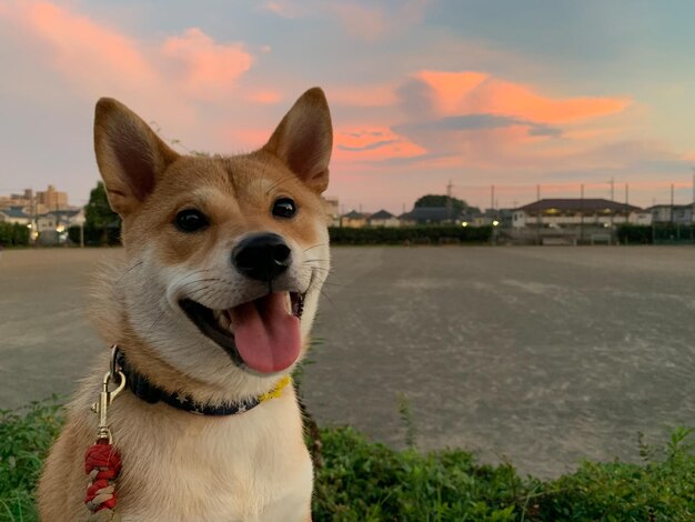 Chien Shiba Inu avec coucher de soleil Jeune chien chiot Shiba Inu rouge debout en plein air dans l'herbe d'automne