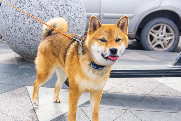 Chien shiba inu dans l'environnement urbain