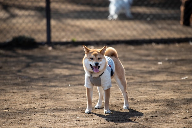 Chien Shiba inu debout dans le parc Portrait de Shiba inu en plein air au stand de chien d'été dans la forêt