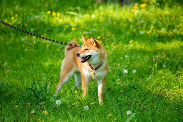 Chien Shiba inu debout sur l'herbe dans le parc Portrait de Shiba inu en plein air à l'été