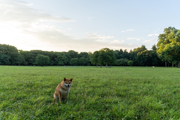 Chien shiba inu jouant dans le jardin Chien rouge japonais mignon et fou posant au coucher du soleil