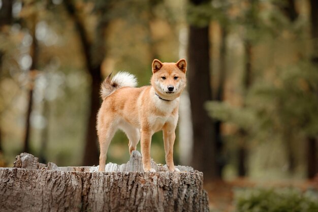 Chien Shiba inu en plein air. Collections Automne Automne. Promener le chien