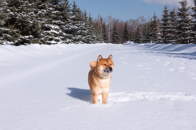 Chien Shiba inu rouge joue et court