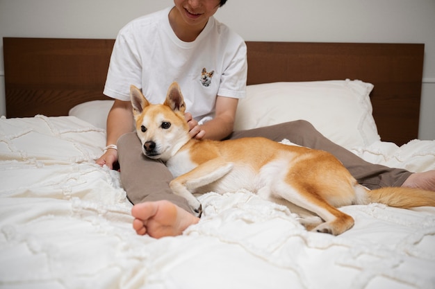 Photo chien shiba inu se détendre au lit