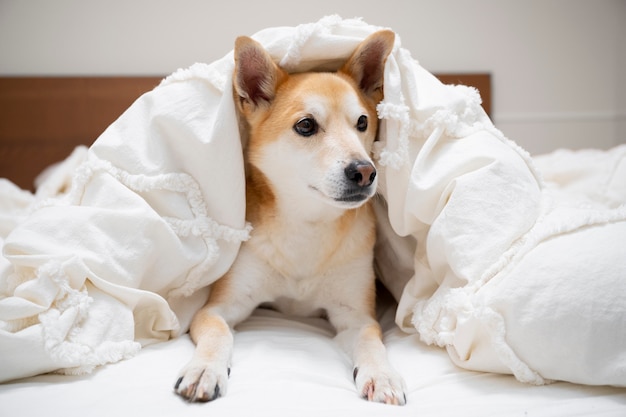 Chien shiba inu se détendre au lit