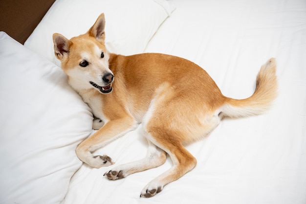 Chien shiba inu se détendre au lit