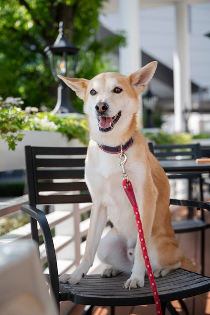 Chien shiba inu se promenant