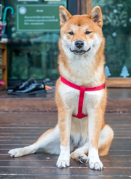 Chien Shiba mignon sur le sol