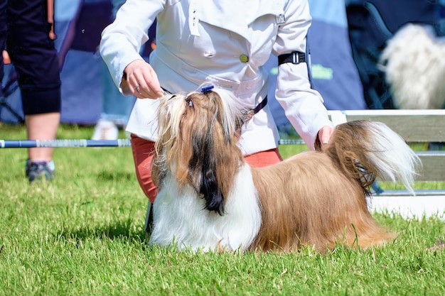 Un chien shih tzu dans un stand sur l'herbe verte lors d'une exposition canine