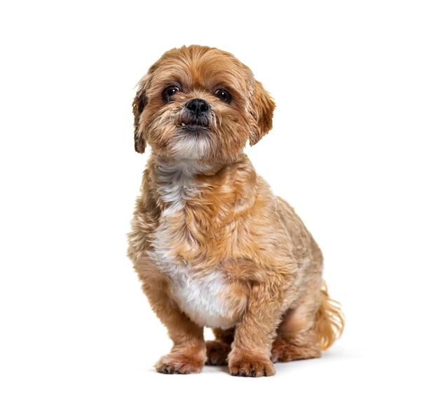 Chien Shih Tzu Isolé Sur Blanc