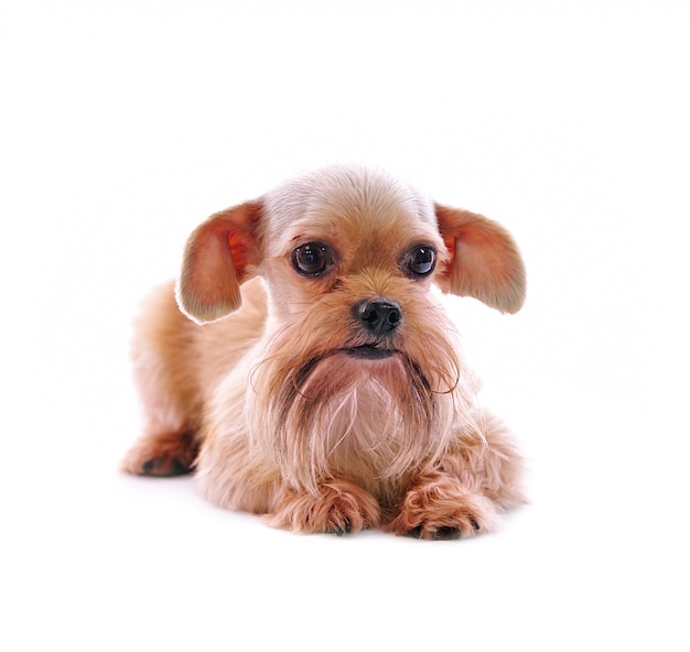 Chien Shih Tzu sur un mur blanc