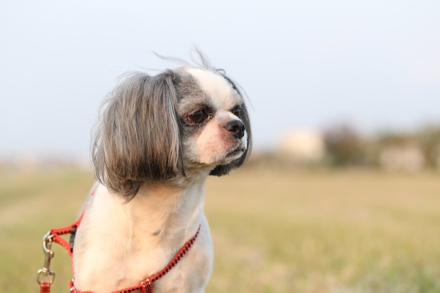 Chien Shih Tzu.