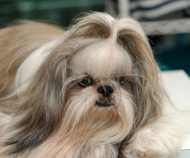 Chien Shih Tzu