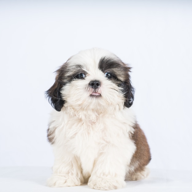 chien shisu isolé sur blanc