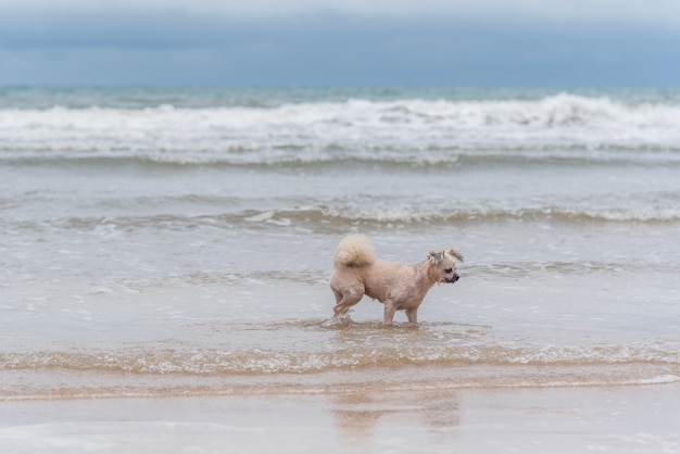 Chien si mignon couleur mélangée beige avec Shih-Tzu, Poméranie et Caniche en cours d&#39;exécution sur la plage