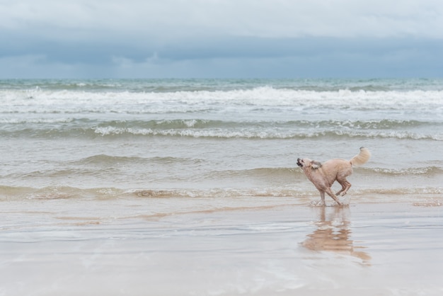 Chien si mignon couleur mélangée beige avec Shih-Tzu, Poméranie et Caniche en cours d&#39;exécution sur la plage