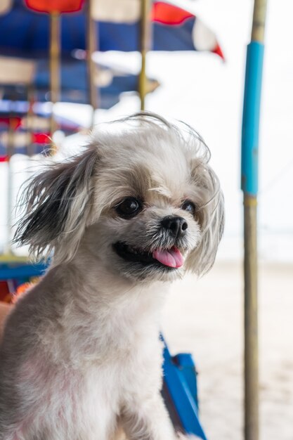 Chien si mignon race mélangée de couleur beige assis sur la chaise de plage