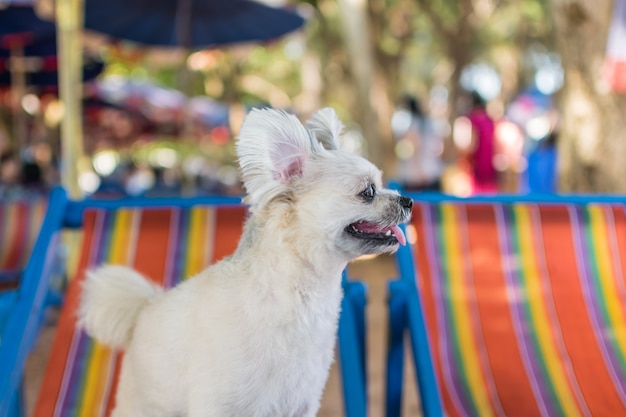 Chien si mignon race mélangée de couleur beige assis sur la chaise de plage