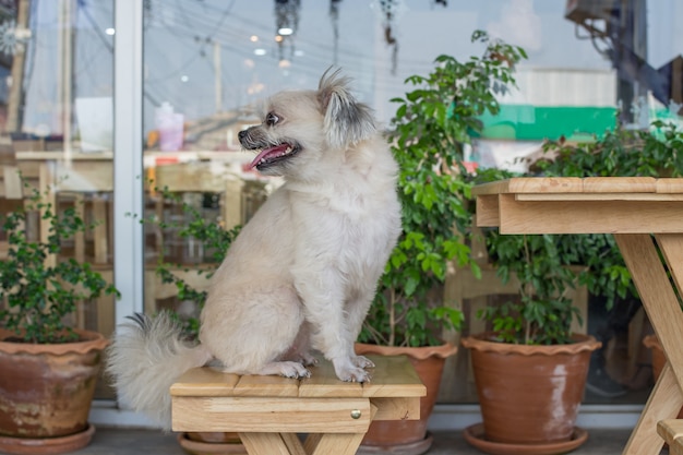 Chien si mignon race mixte avec Shih-Tzu, Poméranie et Caniche assis sur une chaise