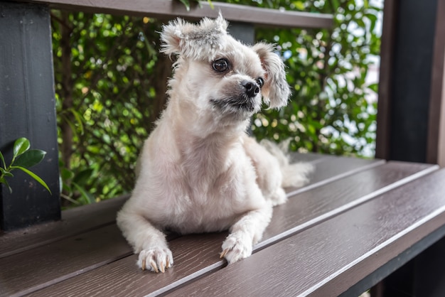 Chien si mignon race mixte avec Shih-Tzu, Poméranie et Caniche assis sur une chaise