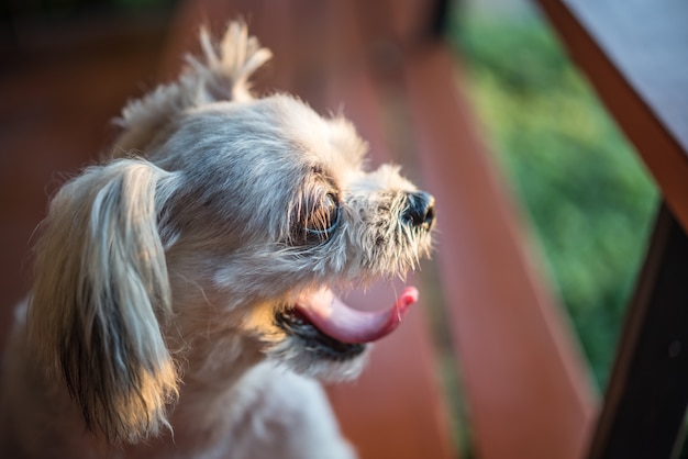 Chien si mignon race mixte avec Shih-Tzu, Poméranie et Caniche assis sur une chaise