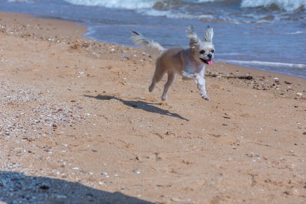 Chien si mignon race mixte avec Shih-Tzu, Poméranie et Caniche voyage courir sur la plage