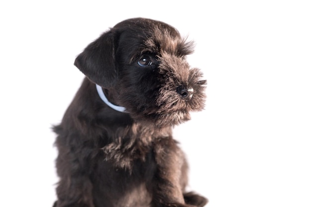 Chien Snauzer isolé sur fond blanc. Chiot schnauzer nain.