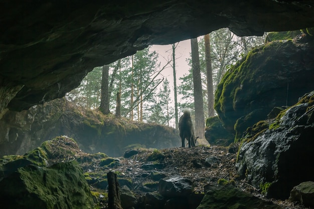 Le chien sort de la grotte