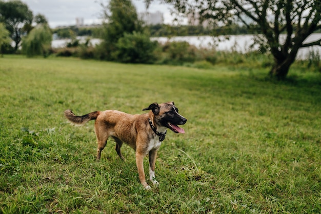 Chien souriant drôle en attente sur l'herbe