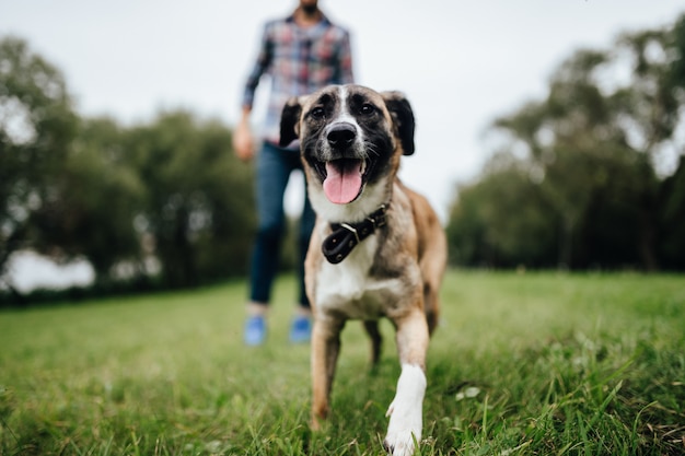 Chien souriant heureux regardant la caméra à l'extérieur