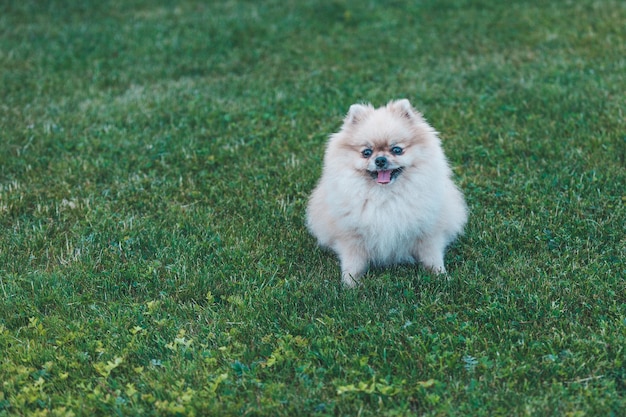 Le chien Spitz est assis sur une pelouse verte