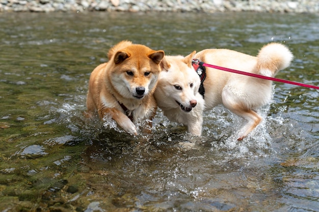 Chien spitz finlandais chasseur de laika finlandais carélien avec un chien sur un lac gelé