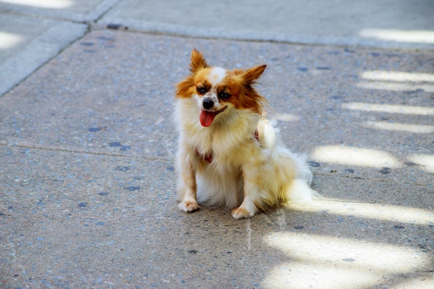 Chien en spitz moelleux et moelleux de couleur dorée avec un petit collier en cloche assis sur un asphalte mouillé