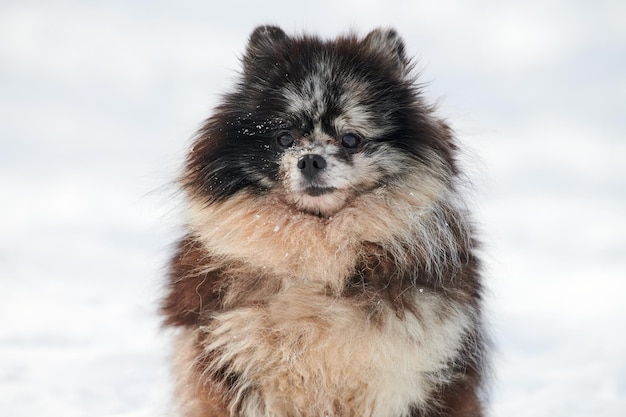 Chien Spitz Pomeranian close up portrait d'hiver sur fond de neige mignon marbre noir avec chiot bronzé