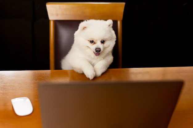 Chien spitz pomeranian et sur table avec ordinateur portable.